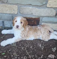 Bailey, a female Bernedoodle for sale in Tulsa, OK – 2 of 5
