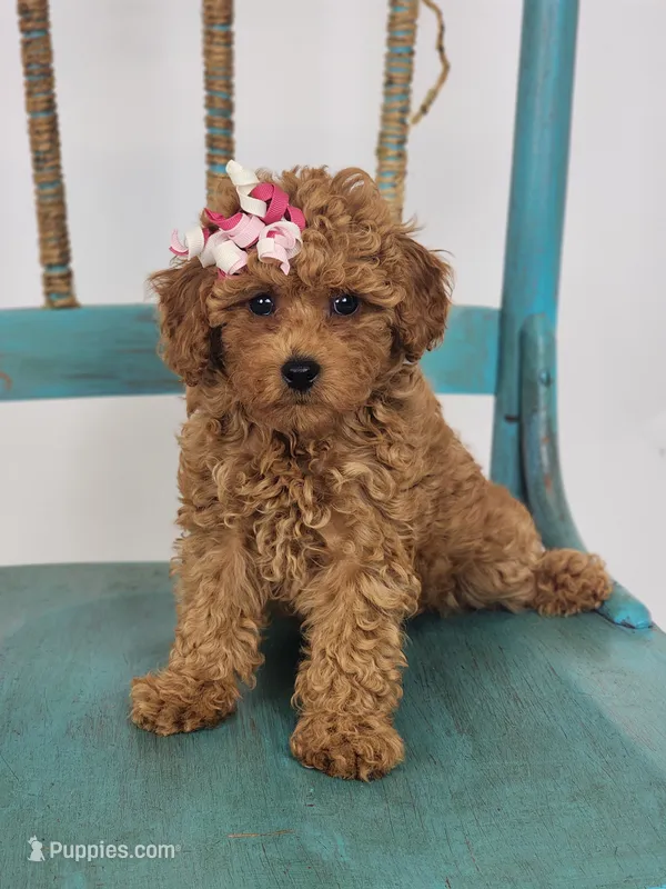 Macy – Miniature Goldendoodle puppy for sale in Tulsa, OK