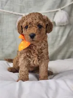 Rosie, a female Miniature Goldendoodle for sale in Tulsa, OK – 5 of 10