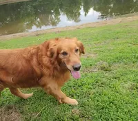 Drover, a male Golden Retriever for sale in Tulsa, OK – 5 of 6