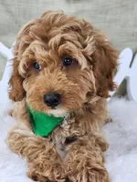 Sam, a male Miniature Goldendoodle for sale in Tulsa, OK – 1 of 10