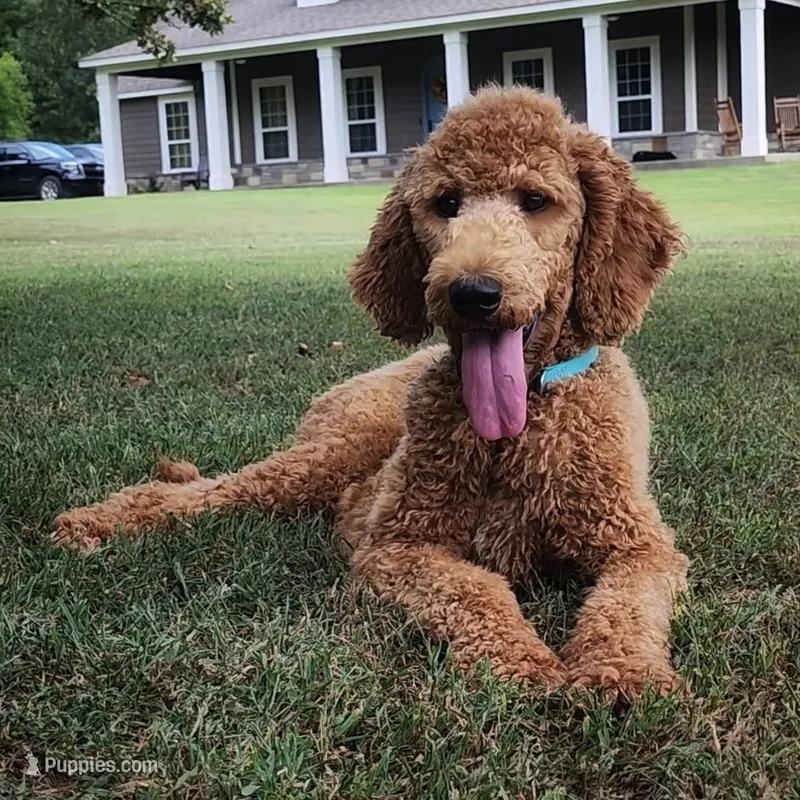 Annie – Goldendoodle puppy for sale in Tulsa, OK