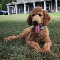 Annie, a female Goldendoodle for sale in Tulsa, OK – 1 of 5