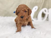 Rex, a male Miniature Goldendoodle for sale in Tulsa, OK – 2 of 3