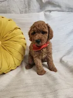Rosie, a female Miniature Goldendoodle for sale in Tulsa, OK – 10 of 10