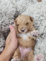 Willow, a female Miniature Goldendoodle for sale in Tulsa, OK – 2 of 8