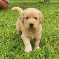 Lainey, a  Golden Retriever for sale in Tulsa, OK – 8 of 8