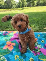 Benny, a male Miniature Goldendoodle for sale in Tulsa, OK – 2 of 10