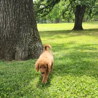 Sadie, a female Goldendoodle for sale in Tulsa, OK – 2 of 10