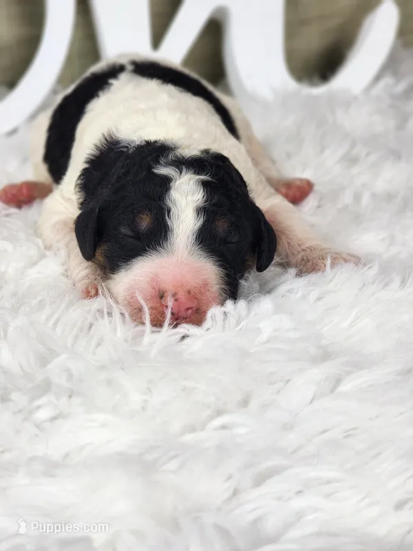 Bella – Bernedoodle puppy for sale in Tulsa, OK