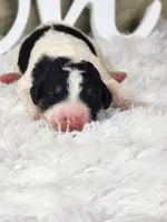 Bella, a female Bernedoodle for sale in Tulsa, OK – 1 of 10