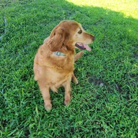 Maggie, a female Golden Retriever for sale in Tulsa, OK – 2 of 10