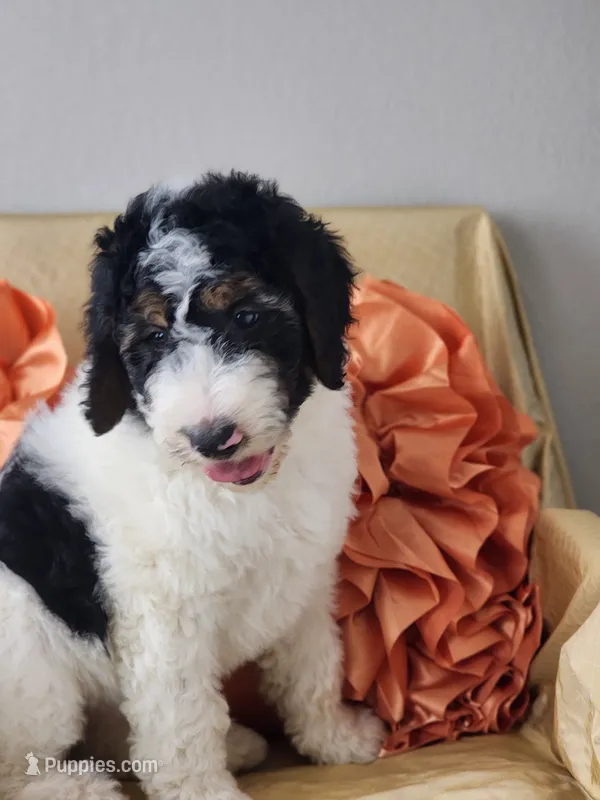 Bella – Bernedoodle puppy for sale in Tulsa, OK