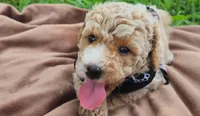 Charlie, a male Miniature Goldendoodle for sale in Tulsa, OK – 7 of 9