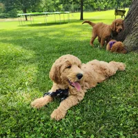 Jack, a male Goldendoodle for sale in Tulsa, OK – 9 of 9