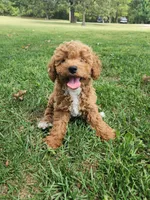 Willow, a  Miniature Goldendoodle for sale in Tulsa, OK – 10 of 10