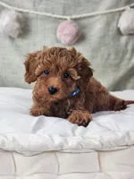 Benny, a male Miniature Goldendoodle for sale in Tulsa, OK – 5 of 10
