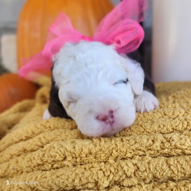 Scarlett – Miniature Bernedoodle puppy for sale in Tulsa, OK