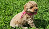 Willow, a male Miniature Goldendoodle for sale in Tulsa, OK – 8 of 10