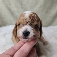 Willy, a male Miniature Goldendoodle for sale in Tulsa, OK – 4 of 9