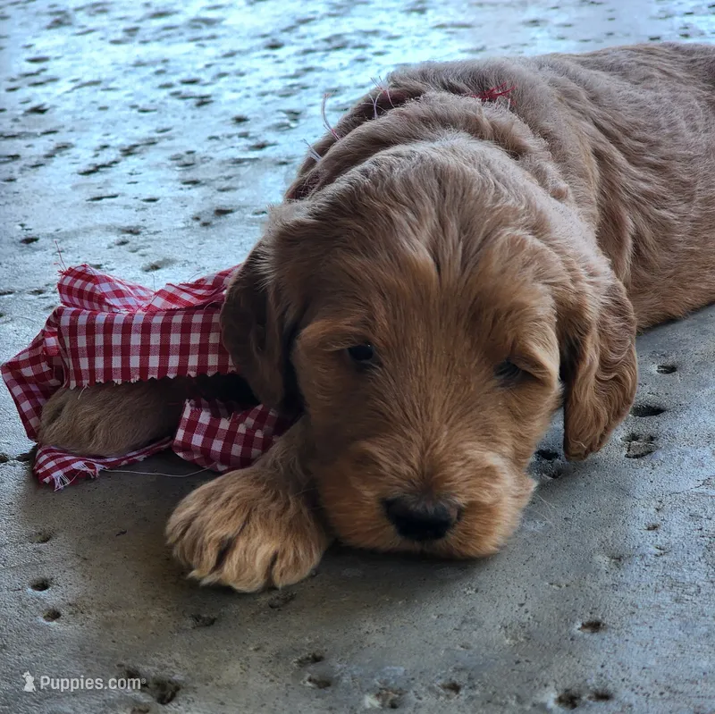 Ellie – Goldendoodle puppy for sale in Tulsa, OK
