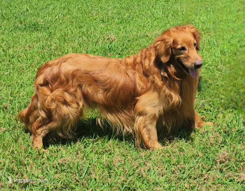 Drover – Golden Retriever puppy for sale in Tulsa, OK