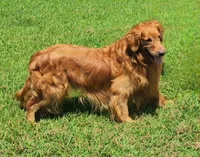 Drover, a male Golden Retriever for sale in Tulsa, OK – 1 of 6