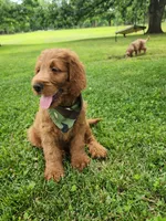 Hank, a male Goldendoodle for sale in Tulsa, OK – 6 of 10