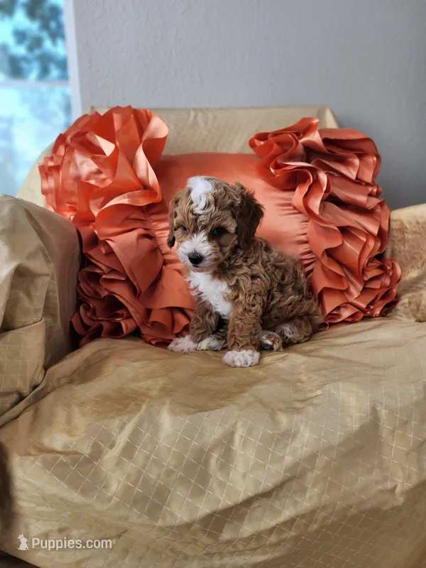 Willy – Miniature Goldendoodle puppy for sale in Tulsa, OK