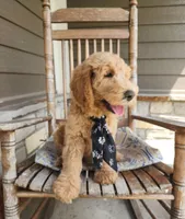 Jack, a male Goldendoodle for sale in Tulsa, OK – 8 of 9