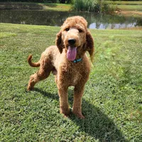 Annie, a female Goldendoodle for sale in Tulsa, OK – 4 of 5