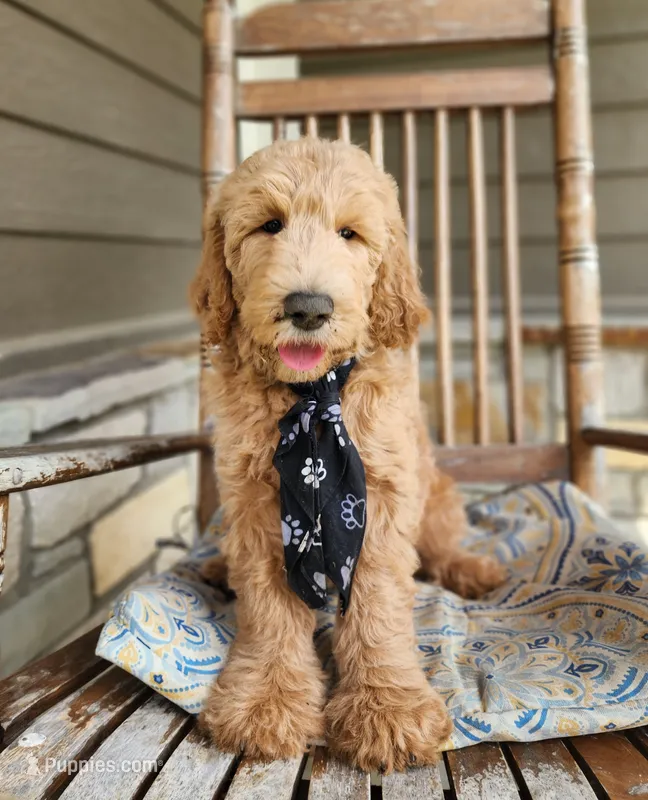 Jack – Goldendoodle puppy for sale in Tulsa, OK