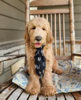 Jack, a male Goldendoodle for sale in Tulsa, OK – 5 of 9
