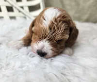 Willy, a male Miniature Goldendoodle for sale in Tulsa, OK – 5 of 9