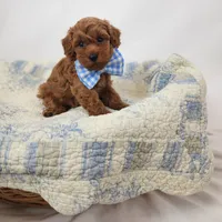 Benny, a male Miniature Goldendoodle for sale in Tulsa, OK – 8 of 10