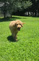 Zoe, a female Goldendoodle for sale in Tulsa, OK – 5 of 10