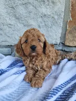 Winnie, a female Miniature Goldendoodle for sale in Tulsa, OK – 2 of 7