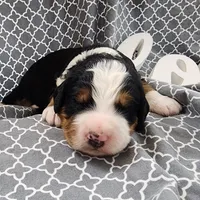 Duke, a male Bernedoodle for sale in Tulsa, OK – 1 of 1