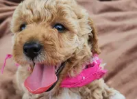 Willow, a male Miniature Goldendoodle for sale in Tulsa, OK – 1 of 10