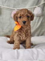 Rosie, a female Miniature Goldendoodle for sale in Tulsa, OK – 6 of 10