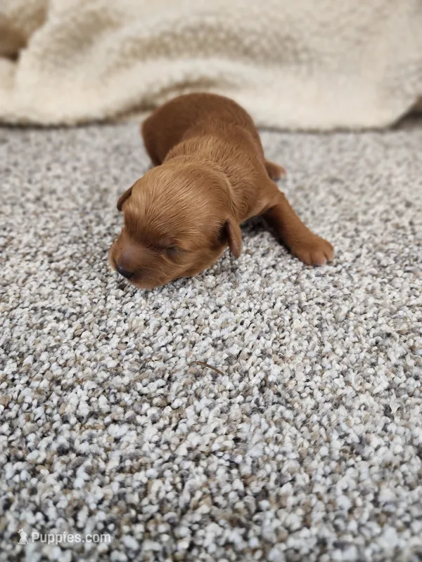Winnie – Miniature Goldendoodle puppy for sale in Tulsa, OK