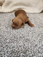 Winnie, a female Miniature Goldendoodle for sale in Tulsa, OK – 1 of 4