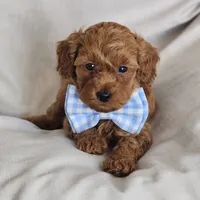 Benny, a male Miniature Goldendoodle for sale in Tulsa, OK – 7 of 10