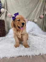 Lainey, a  Golden Retriever for sale in Tulsa, OK – 5 of 8