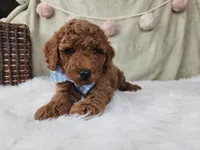 Rex, a male Miniature Goldendoodle for sale in Tulsa, OK – 7 of 10