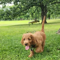 Hank, a male Goldendoodle for sale in Tulsa, OK – 9 of 10