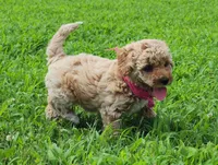 Willow, a male Miniature Goldendoodle for sale in Tulsa, OK – 4 of 10