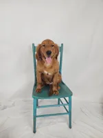 Shandy Ann, a female Golden Retriever for sale in Tulsa, OK – 3 of 5