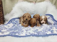 Barklee, a male Miniature Goldendoodle for sale in Tulsa, OK – 2 of 2