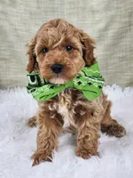 Sam, a male Miniature Goldendoodle for sale in Tulsa, OK – 9 of 10